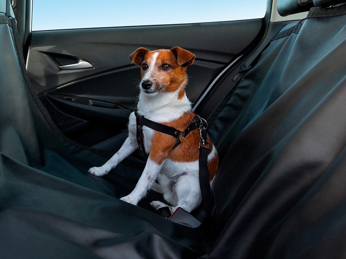 Cachorro de porte pequeno usando cinto de segurança para pets, sentado no banco traseiro de um carro com capa protetora preta.